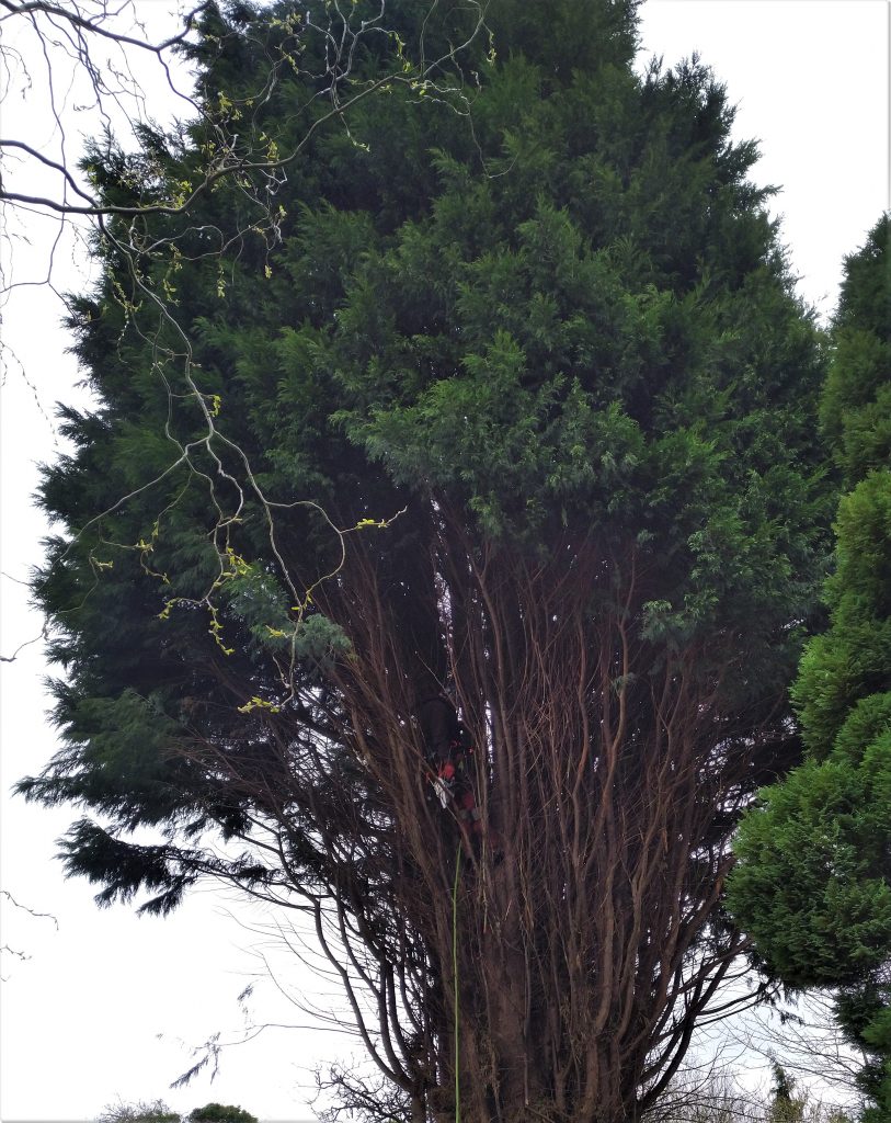 Gallery Dead or Alive Trees